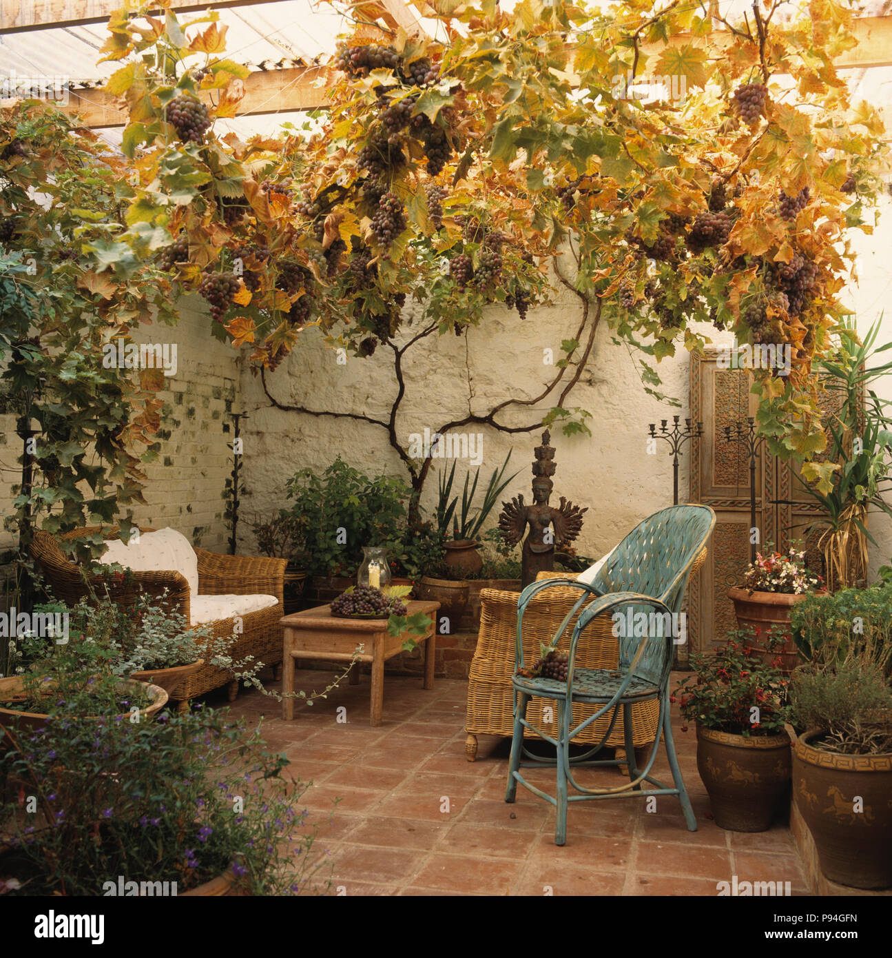 Grapes growing sur vine dans la véranda salon avec carrelage en terre cuite et de meubles en rotin. Banque D'Images
