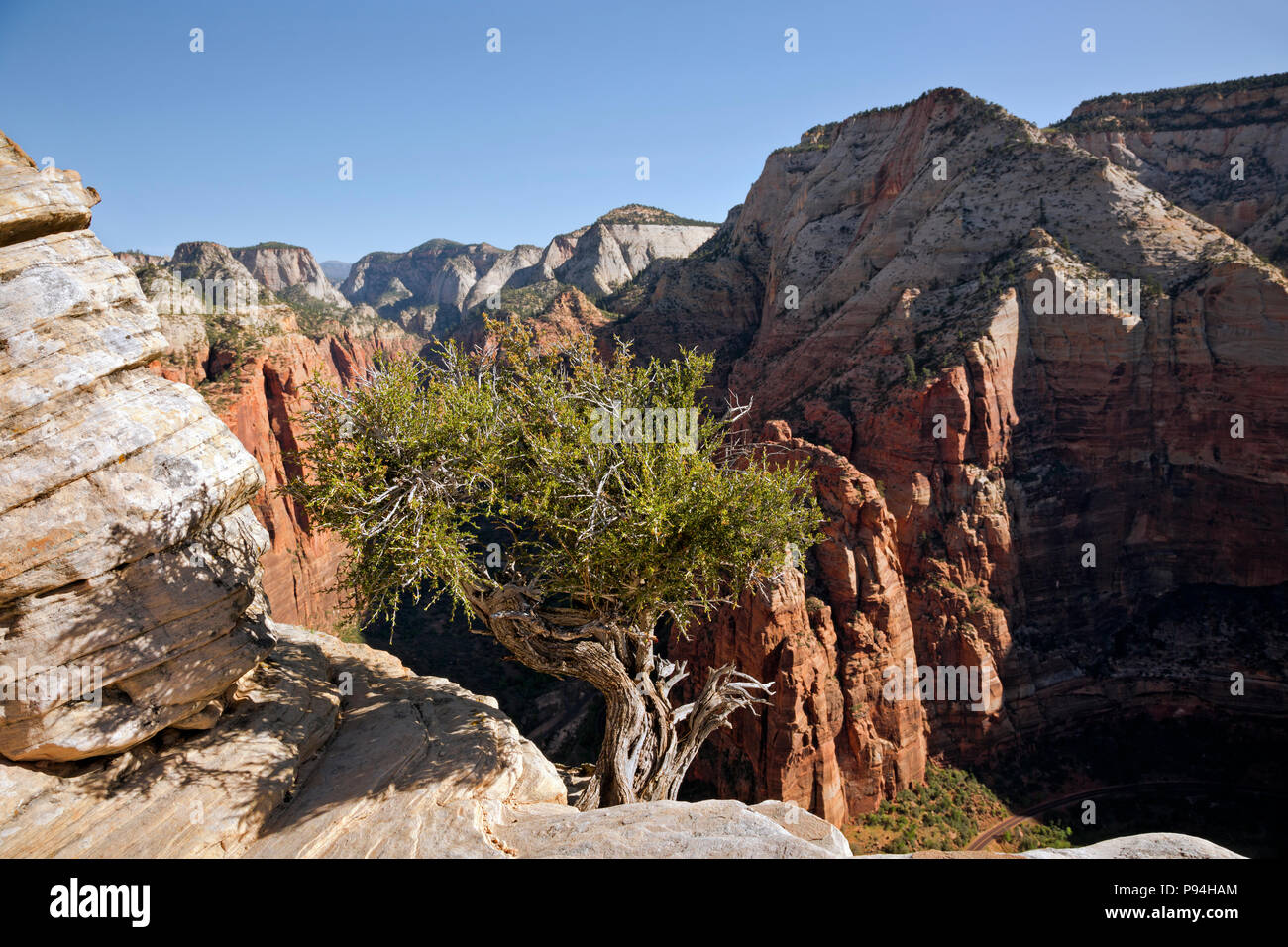 UT00442-00...UTAH - Tôt le matin voir en Sion Canyon dans le secteur Big Bend de Angels Landing dans Zion National Park. Banque D'Images