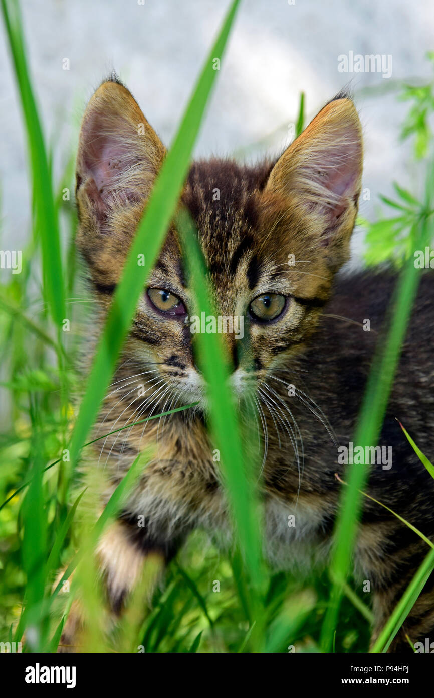 Portrait d'un chaton tabby gris à rayures, se faufiler dans l'herbe, vue frontale Banque D'Images