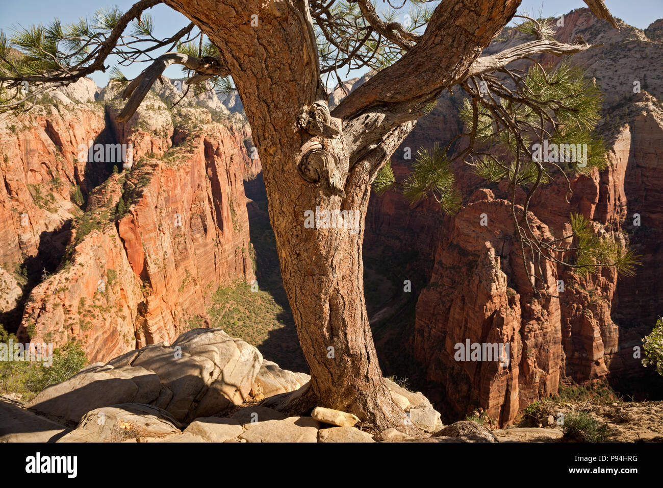 UT00452-00...UTAH - arbre perché sur la crête du sommet rocheux de Angels Landing avec vue sur la partie supérieure de Zion Canyon dans le parc national de Zion. Banque D'Images