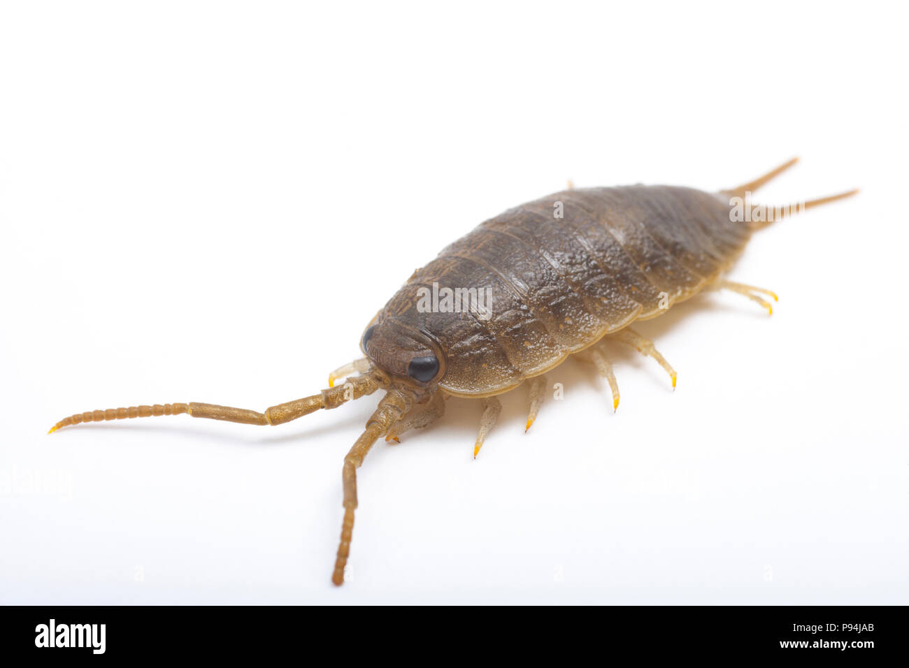 Une mer slater, Ligia oceanica, photographié sur un fond blanc. Slaters mer ressemblent à de grosses et cloportes sont trouvés dans des zones côtières dans les régions rocheuses Banque D'Images