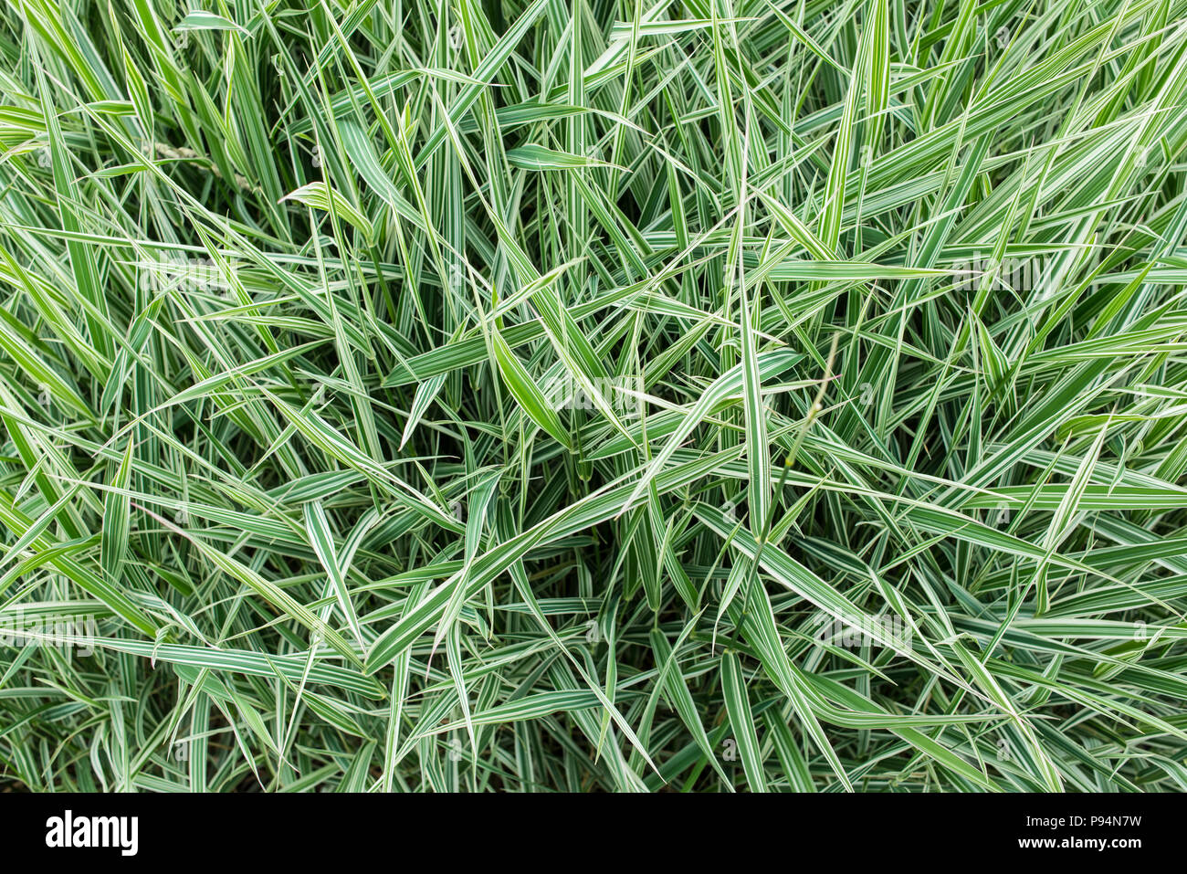 Carex morrowii 'Ice Dance' - danse sur glace - Carex longue herbe verte et blanche avec carex à feuilles persistantes à rayures blanc et vert feuillage. Banque D'Images