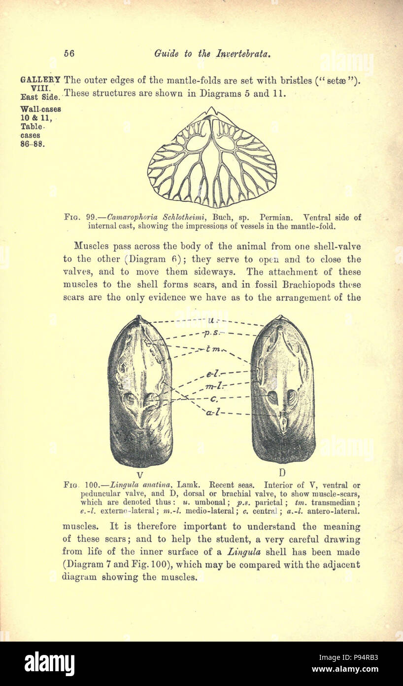 Un guide pour les invertébrés fossiles et plantes dans le département de géologie et de Palaeontology au British Museum (Natural History) (page 56) . Banque D'Images