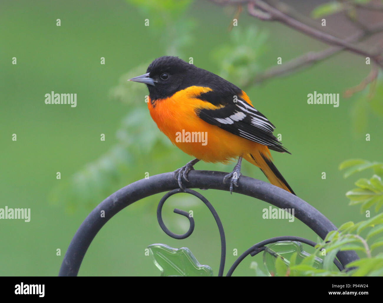 L'Oriole de Baltimore 11 mai 2018 Brandon, SD Banque D'Images