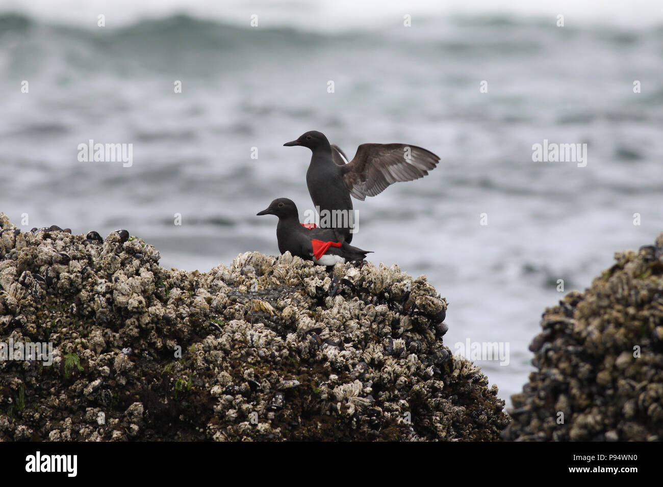 Guillemot colombin sur "Haystack Rock', au large des côtes de Cannon Beach, Oregon, USA Banque D'Images