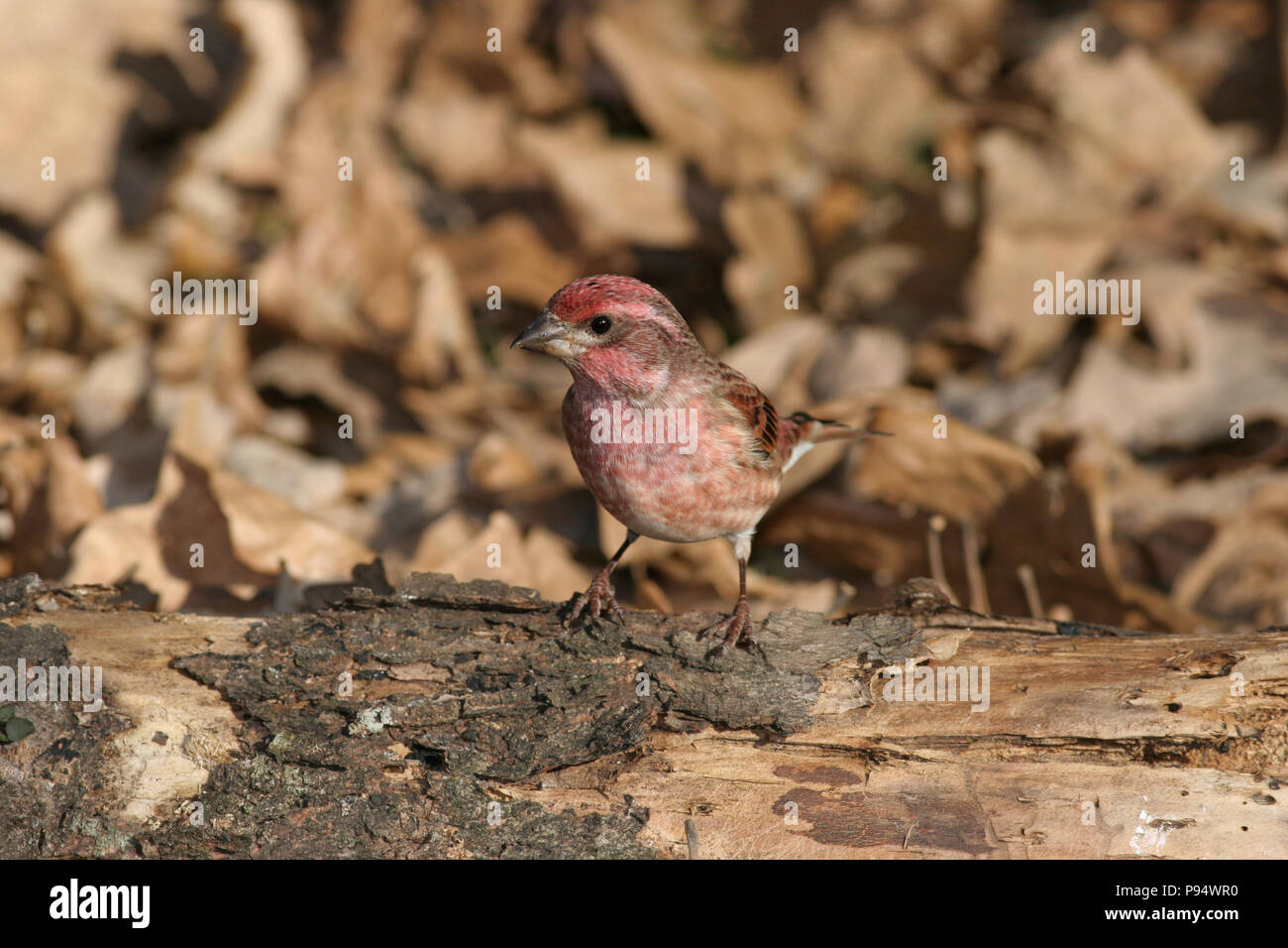 Alimentation mâle Roselin pourpré sur le sol à la grande zone de loisirs près de Brandon Sioux (Dakota du Sud, USA Banque D'Images