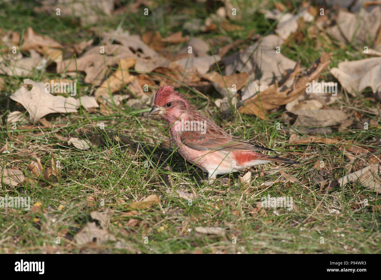 Alimentation mâle Roselin pourpré sur le sol à la grande zone de loisirs près de Brandon Sioux (Dakota du Sud, USA Banque D'Images