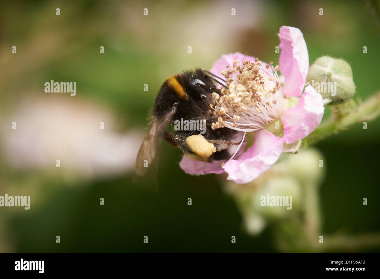 Blackberry blossom avec bumblebee Banque D'Images