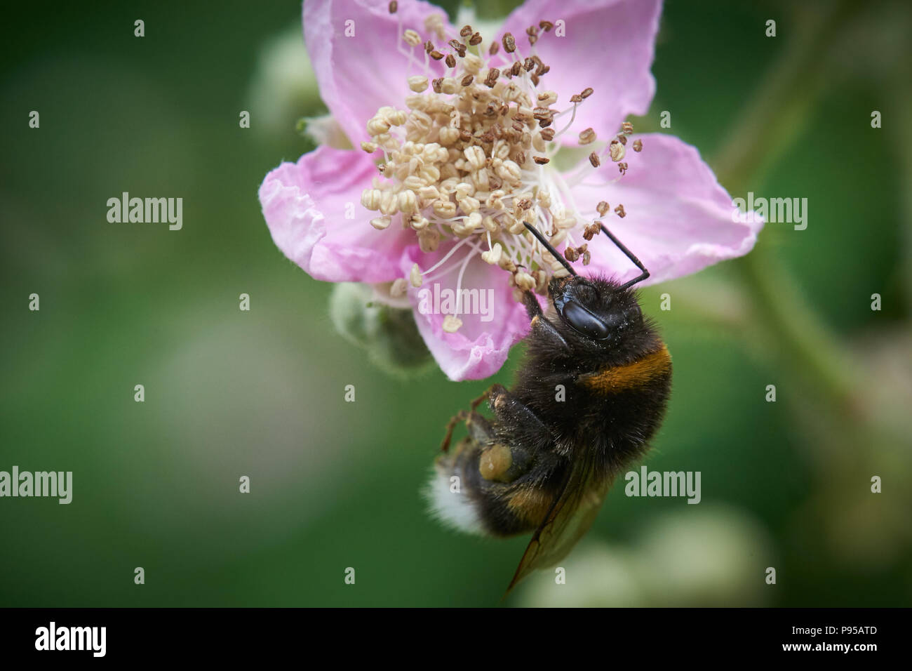 Blackberry blossom avec bumblebee Banque D'Images