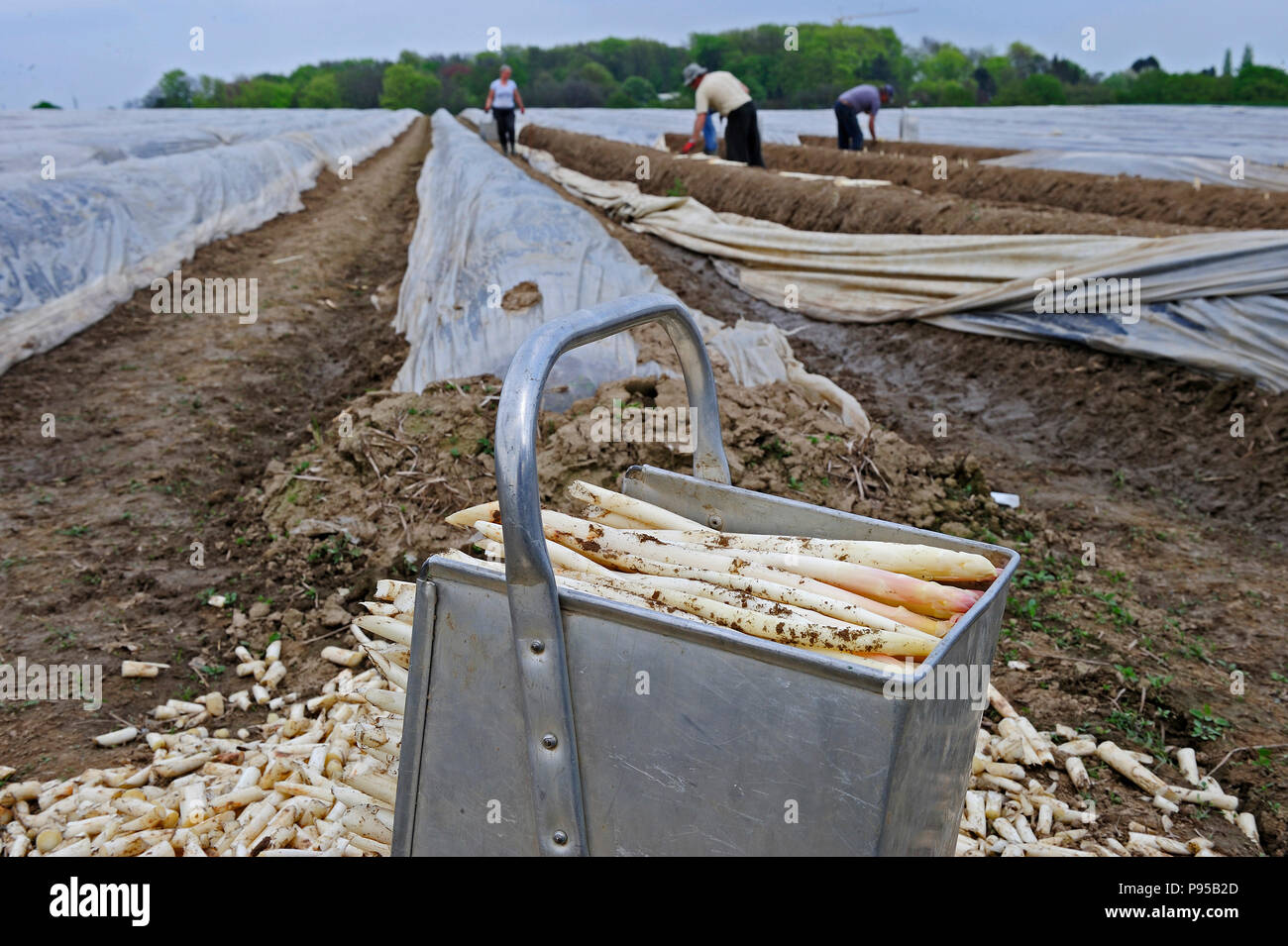 Allemagne, Rhénanie du Nord-Westphalie - récolte d'asperges Banque D'Images