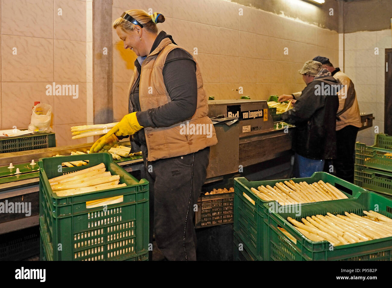 Allemagne, Rhénanie du Nord-Westphalie - récolte d'asperges Banque D'Images