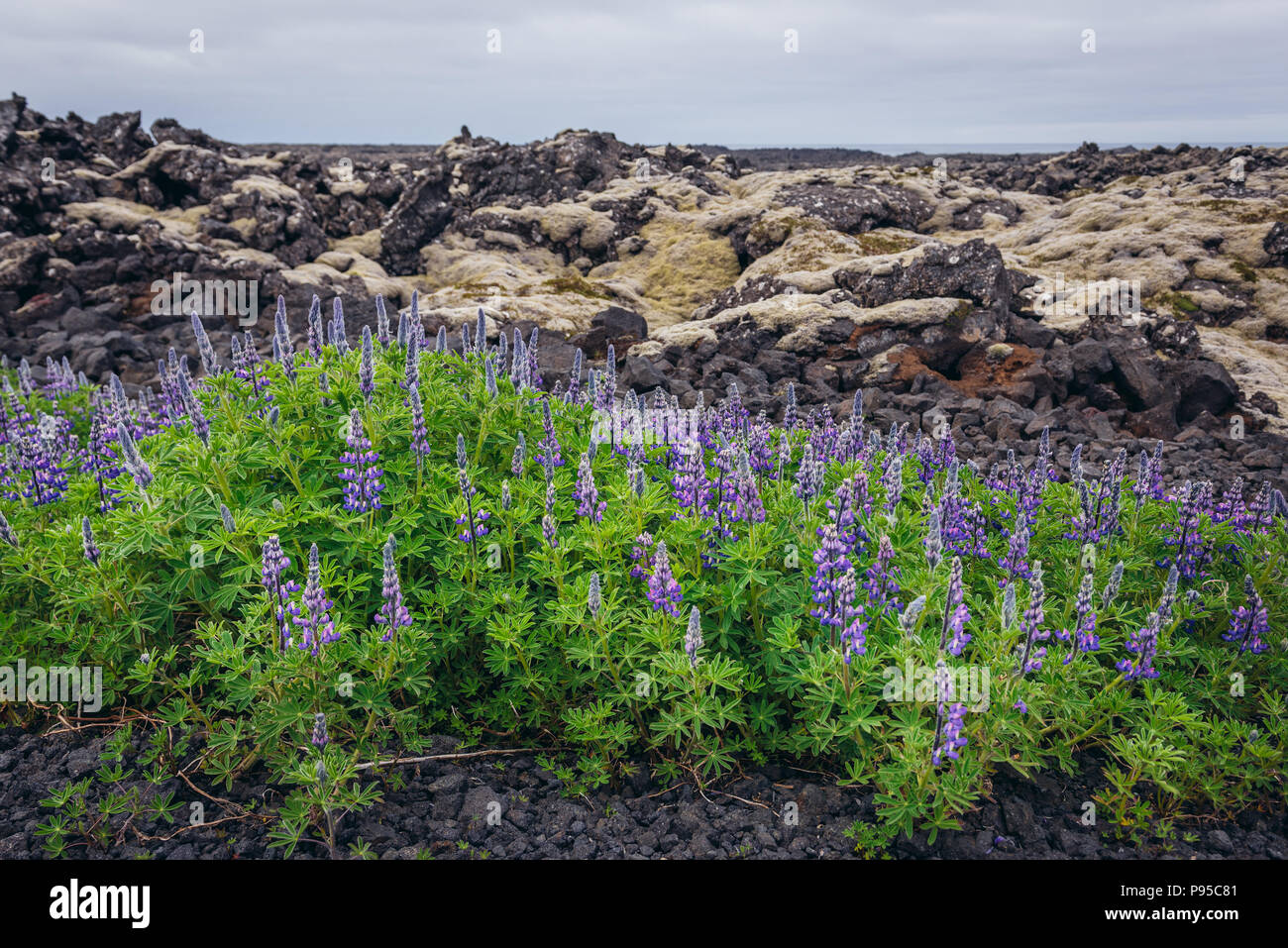 Fleurs lupin à côté du champ de lave recouverts de mousse sur un Reykjanesskagi - péninsule du Sud au sud-ouest de l'Islande Banque D'Images