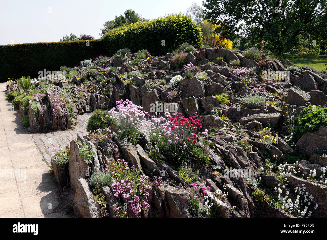 Rocaille ALPINE RHS WISLEY Banque D'Images