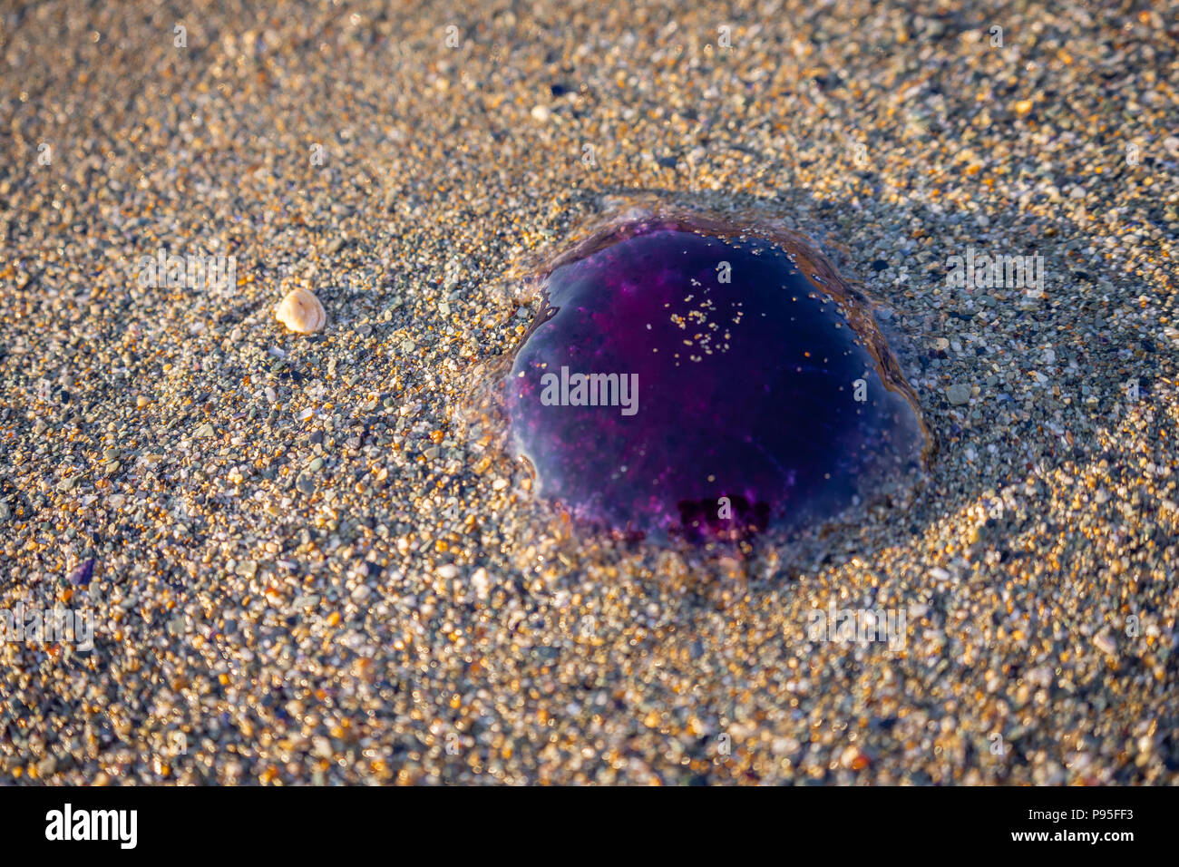 Bluefire (Cyanea lamarckii méduses) échoués sur une plage de North Cornwall, England, UK Banque D'Images