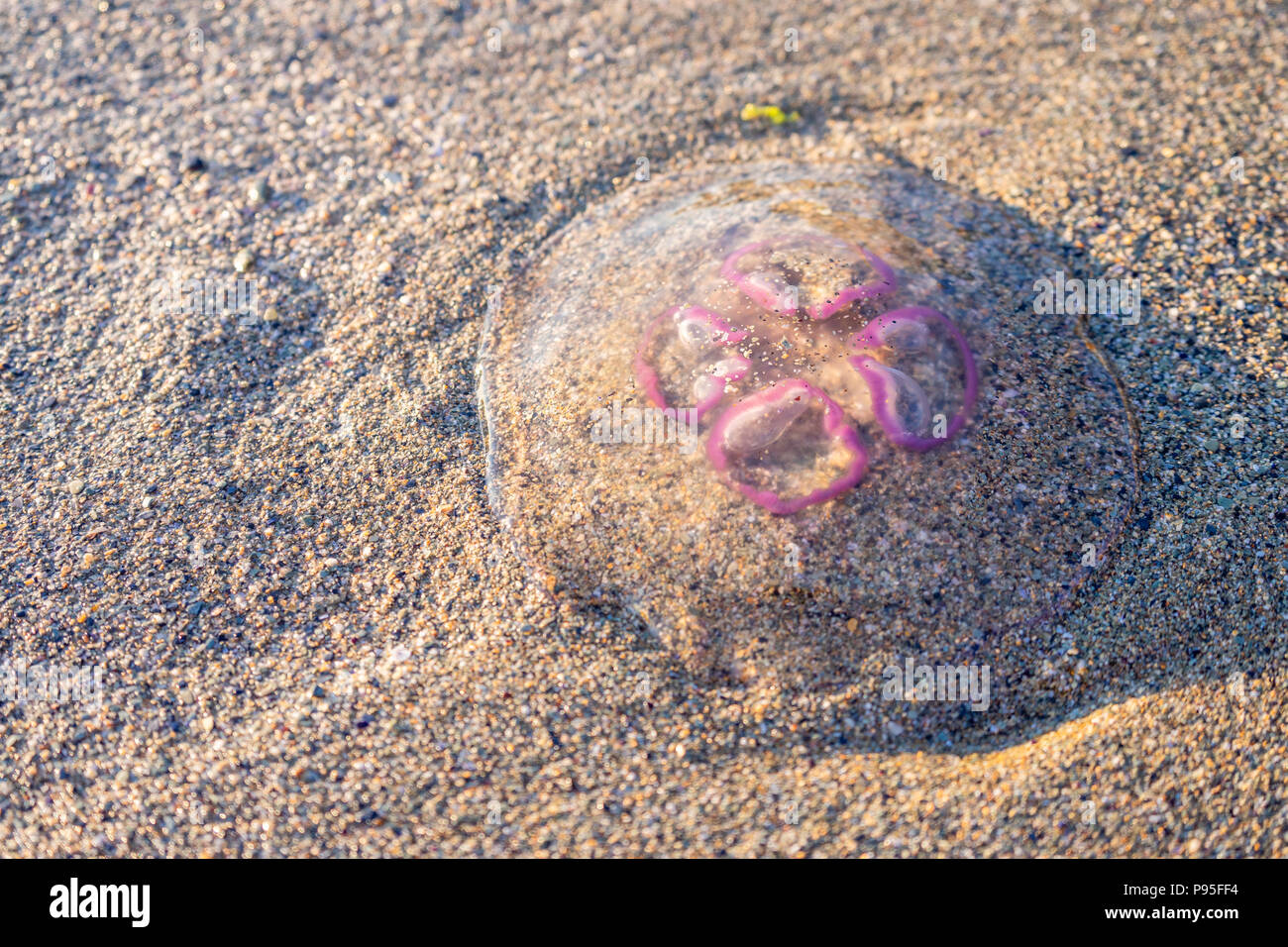 Méduse de Lune échoués (Aurelia aurita) sur une plage en Cornouailles Du Nord au cours de l'été (juillet), England, UK Banque D'Images