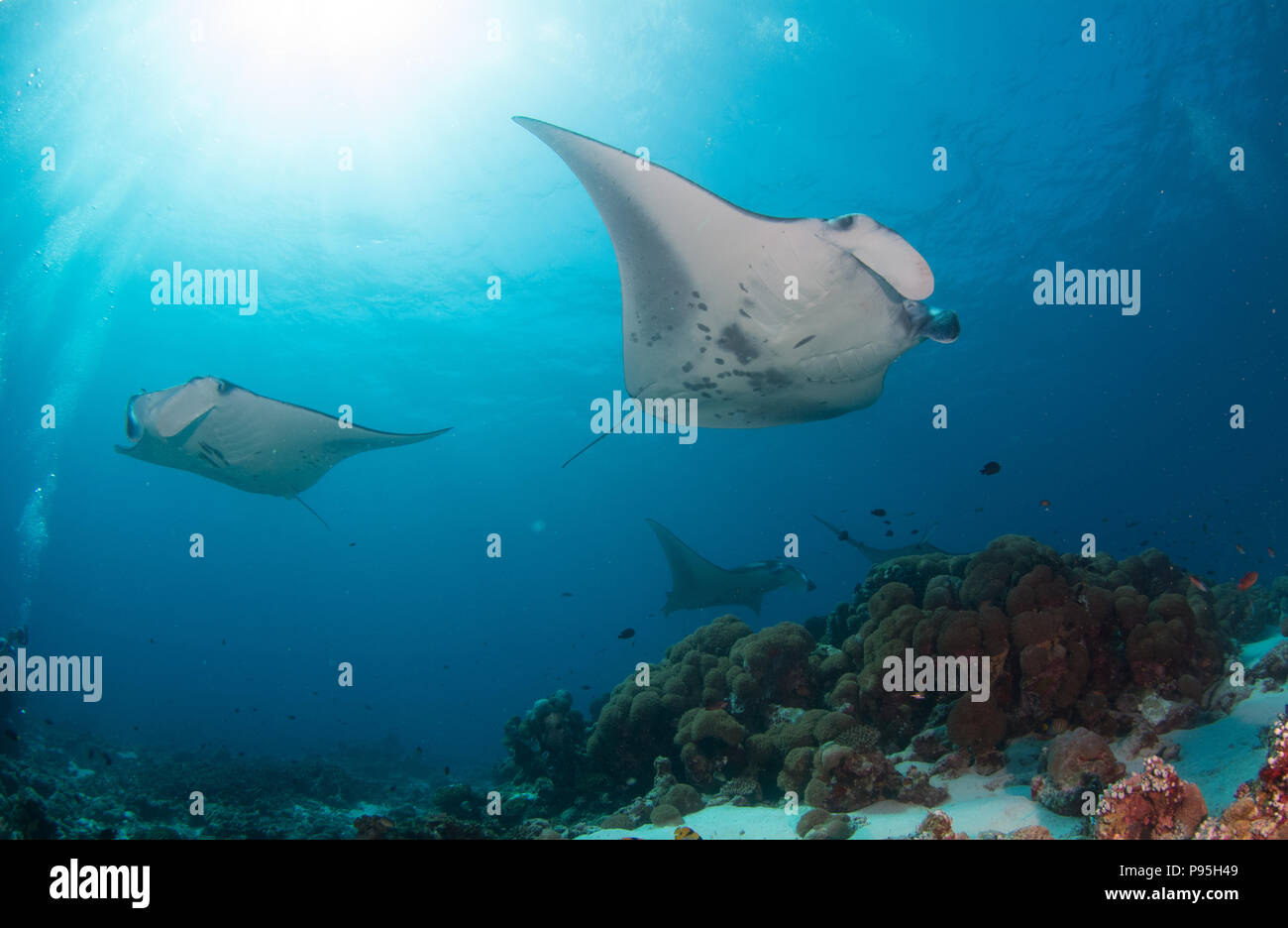 Deux raies nagent au-delà d'un poste de nettoyage des coraux dans l'Océan indien sous un soleil radié et surface de l'océan Banque D'Images