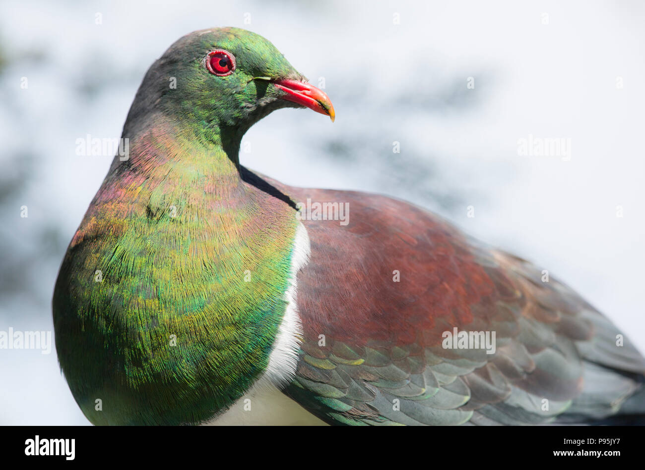 New Zealand pigeon ramier ou kereru Banque D'Images
