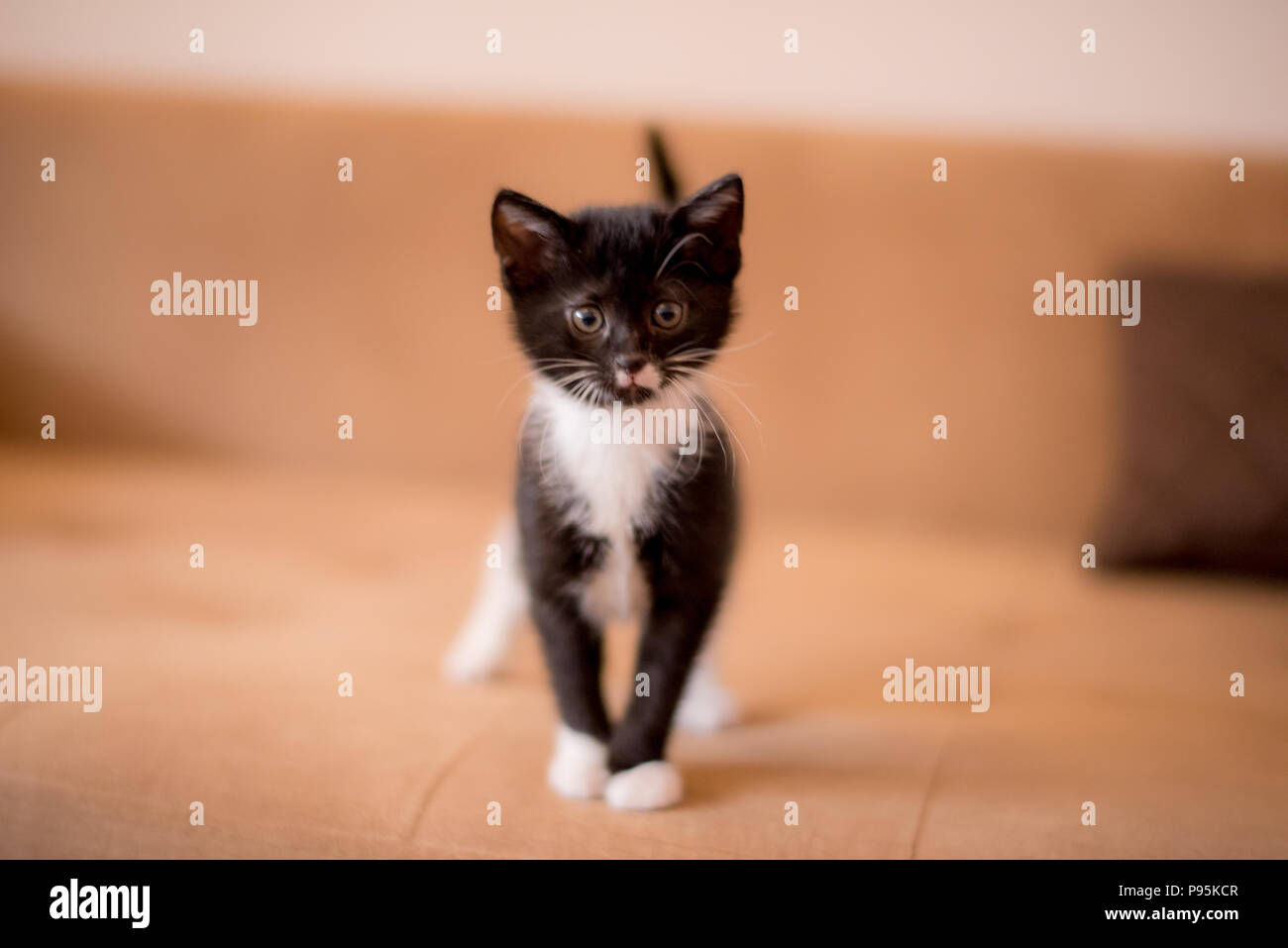 Chat Le Plus Mignon Banque D Image Et Photos Alamy