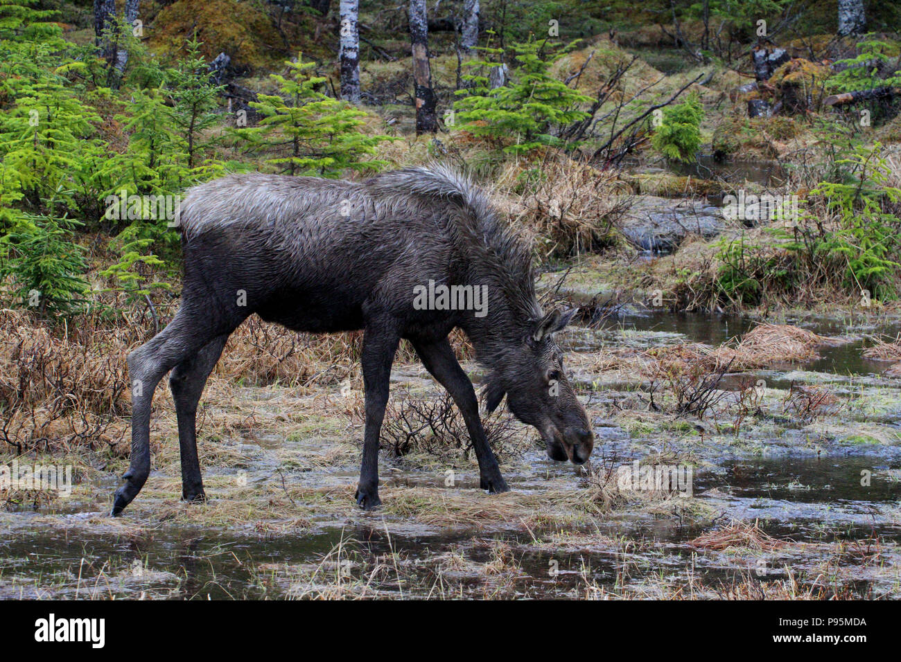 La faune, Moose calf. Carnet de Voyages, Terre-Neuve, Canada, Paysages et panoramiques, province canadienne, 'The Rock' Banque D'Images