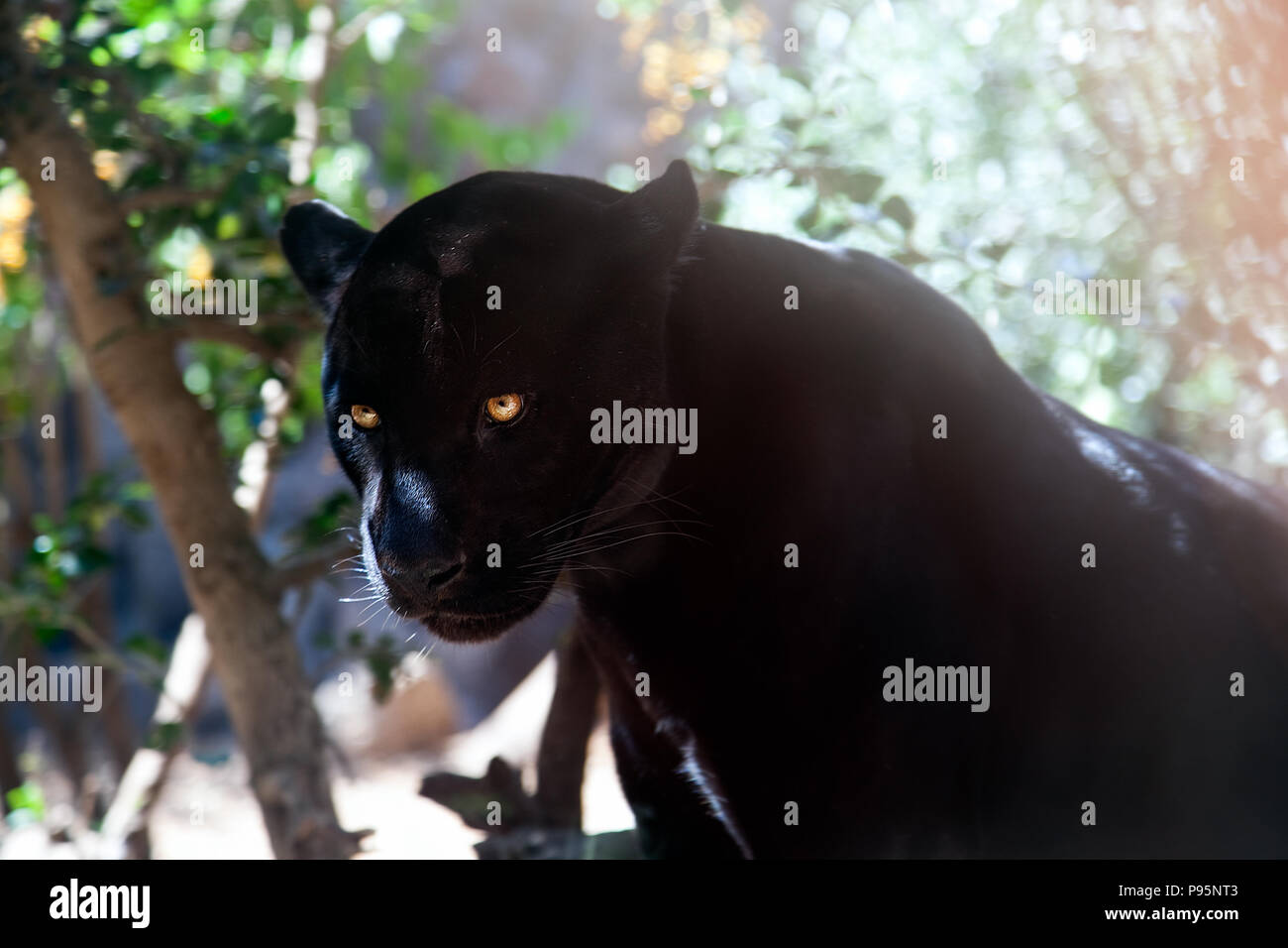 Panthère noire (Puma) prédateur dangereux à la recherche de l'ombre d'arbre  dans la jungle Photo Stock - Alamy