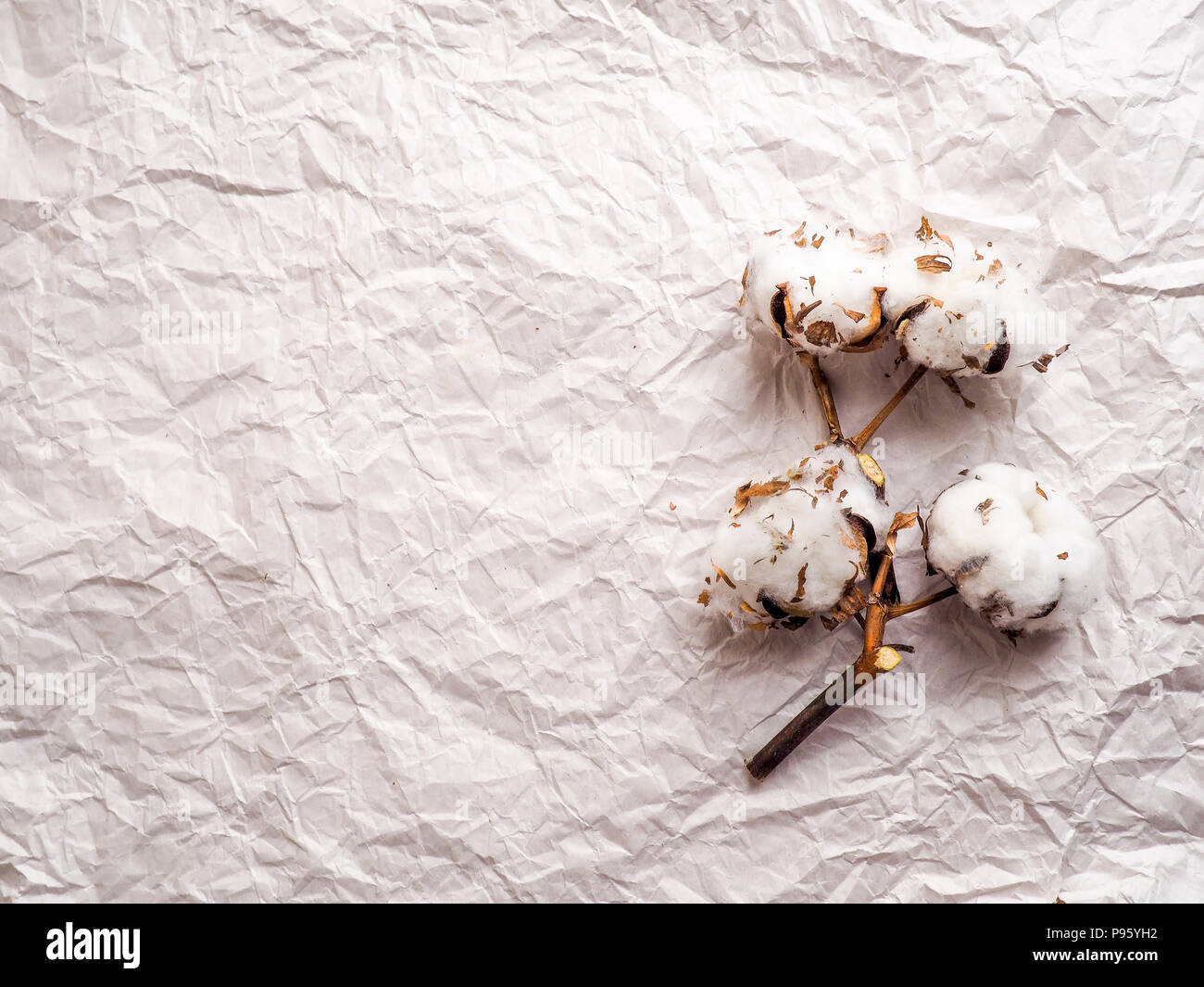 Quelques fleurs de coton couché sur le papier froissé, une copie de l'espace sous le texte Banque D'Images