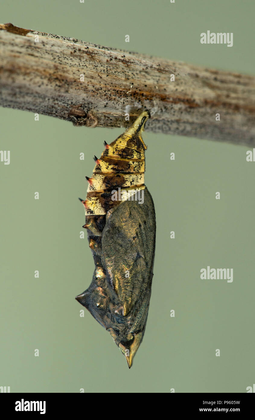 Chrysalide de papillon paon Européen (Aglais io), Suisse Banque D'Images