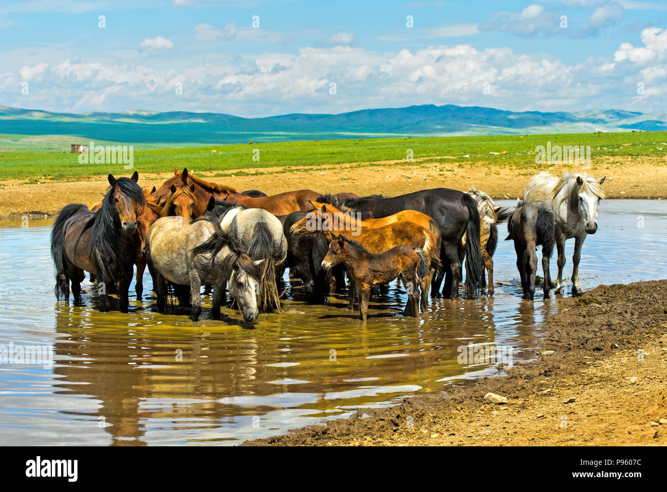 Chevaux debout dans un lac de la province de Bulgan, steppes, la Mongolie Banque D'Images