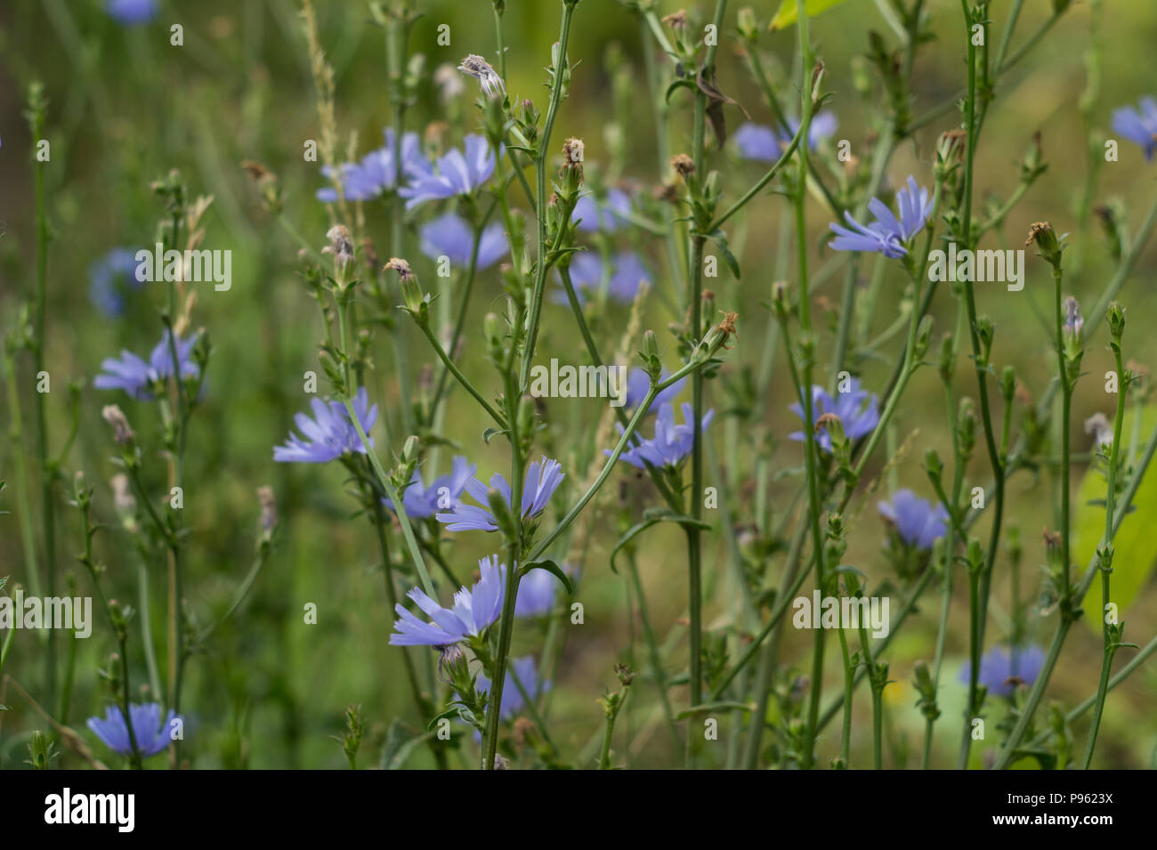 En fleurs fleurs de chicorée. Chicorée racine est substitut de café Banque D'Images