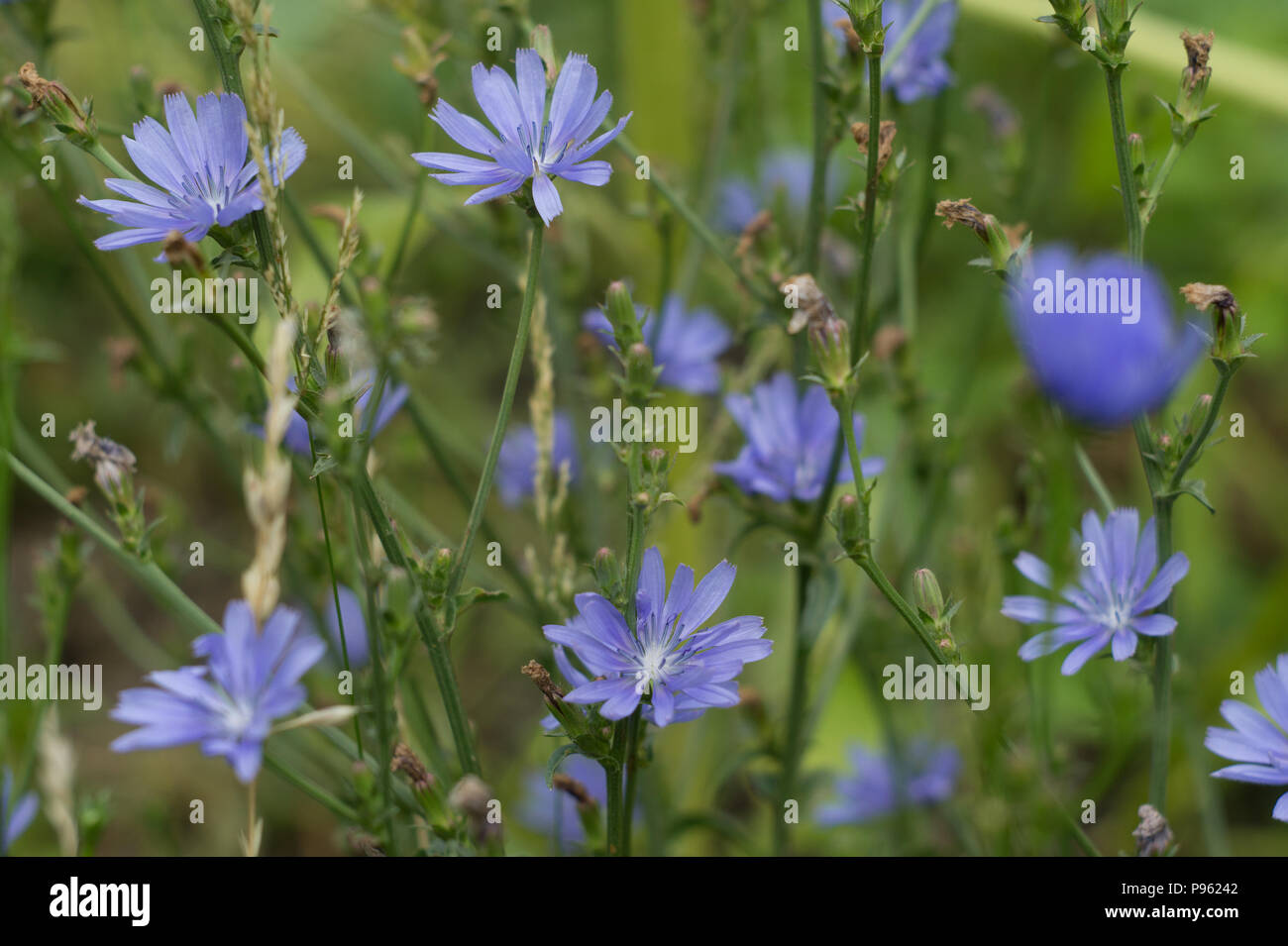 En fleurs fleurs de chicorée. Chicorée racine est substitut de café Banque D'Images