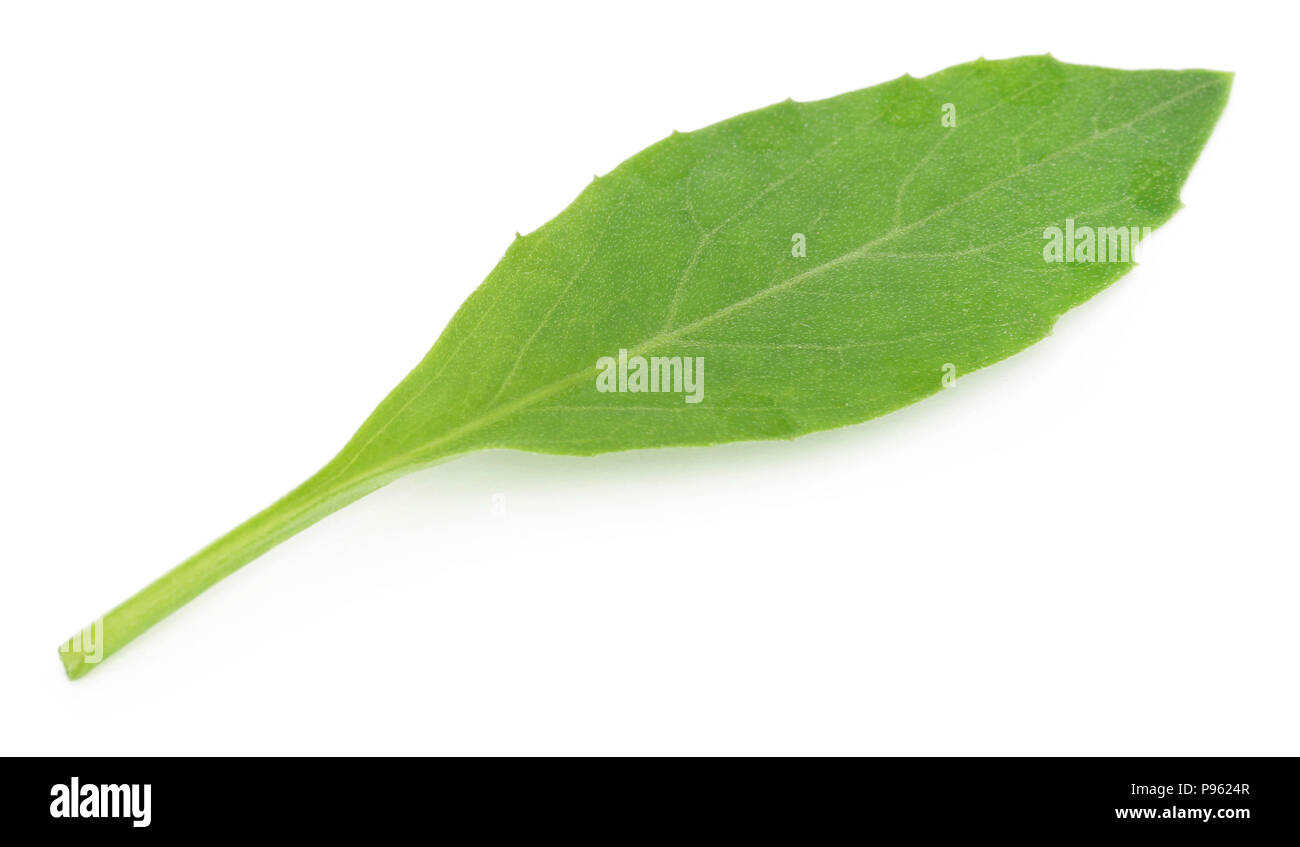 Gynura procumbens connu comme la longévité des épinards utilisé comme médecine de fines herbes pour de nombreuses maladies Banque D'Images