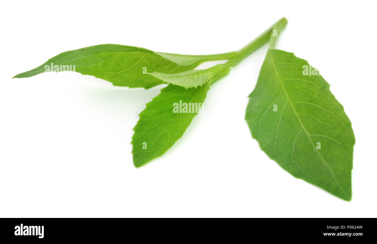 Gynura procumbens connu comme la longévité des épinards utilisé comme médecine de fines herbes pour de nombreuses maladies Banque D'Images