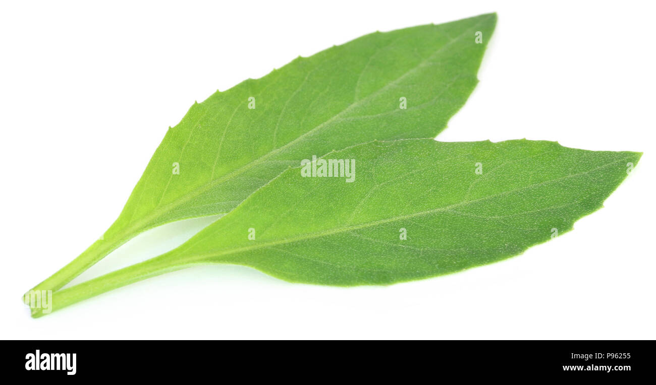 Gynura procumbens connu comme la longévité des épinards utilisé comme médecine de fines herbes pour de nombreuses maladies Banque D'Images