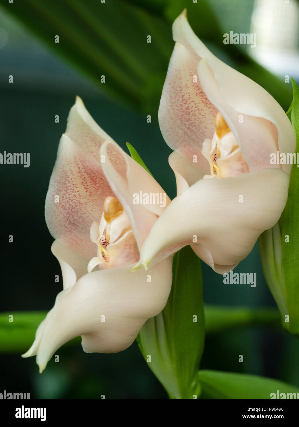 Fleurs rose pâle de la côte sud-américaine, orchidée terrestre Anguloa eburnea Banque D'Images Fleurs rose pâle de la côte sud-américaine, orchidée terrestre Anguloa eburnea Banque D'Images