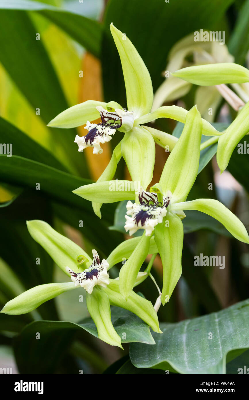 Brown a marqué fleurs crème et vert de l'appel d'orchidées épiphytes, Coelogyne 'chelsea' Dragon Vert Banque D'Images