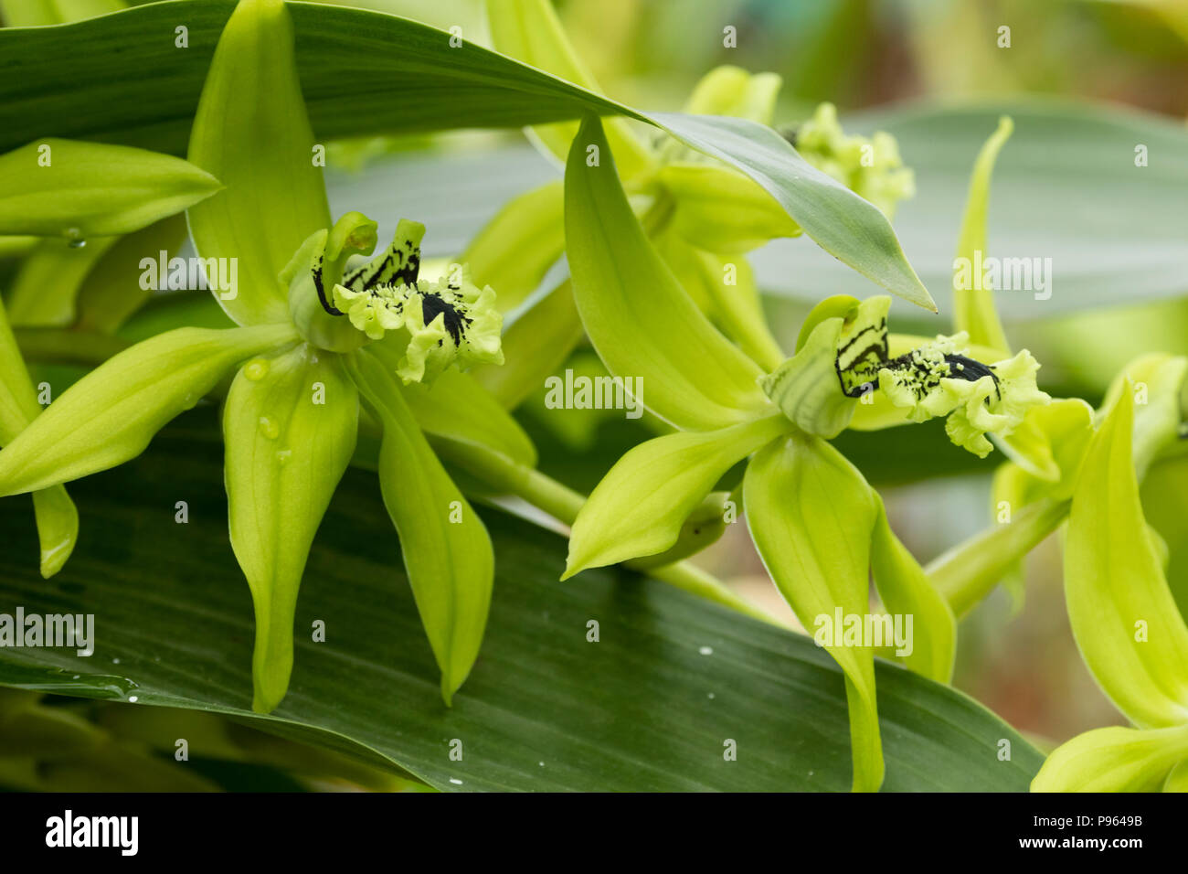 Brown a marqué fleurs crème et vert de l'appel d'orchidées épiphytes, Coelogyne 'chelsea' Dragon Vert Banque D'Images