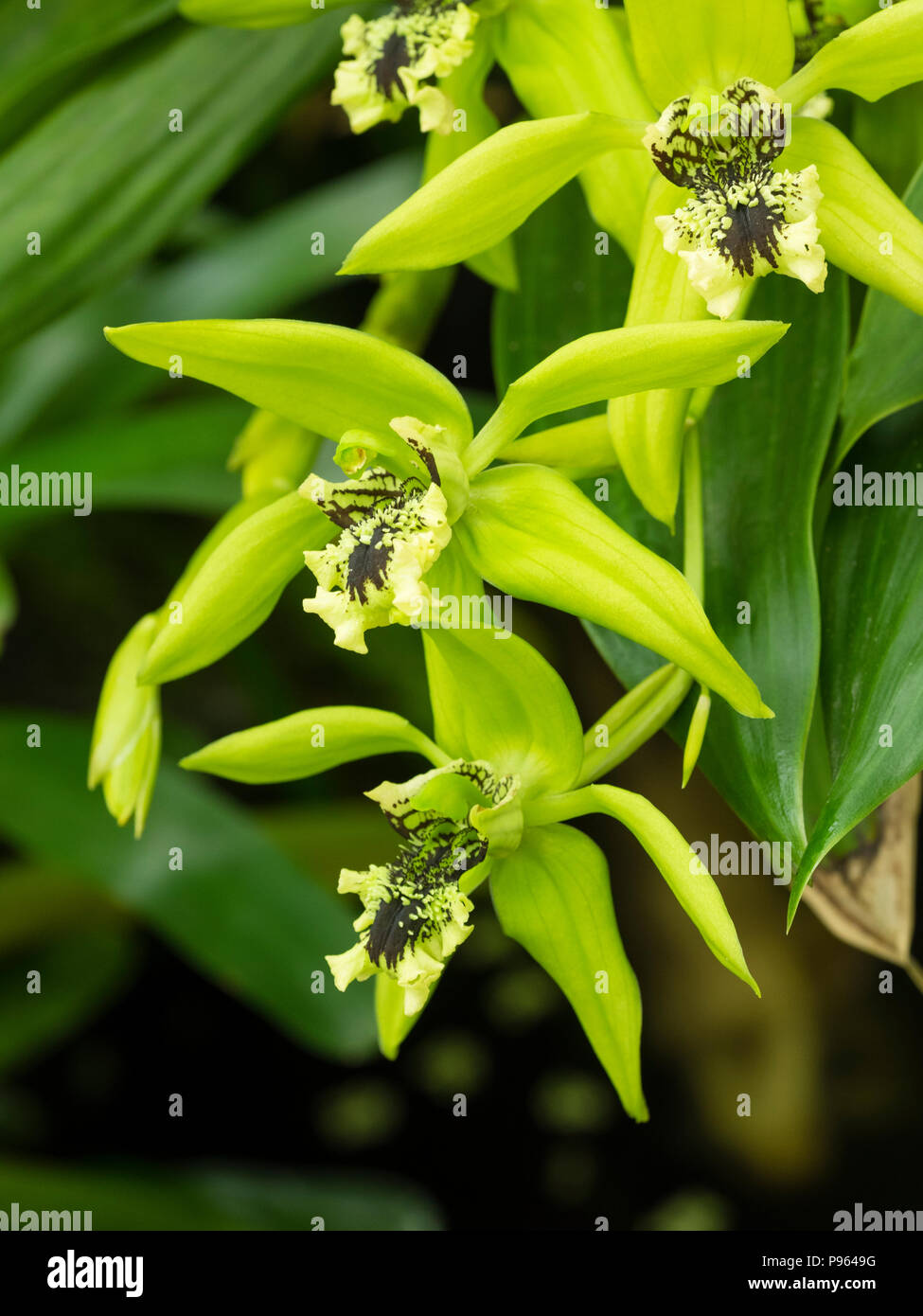 Brown a marqué fleurs crème et vert de l'appel d'orchidées épiphytes, Coelogyne 'chelsea' Dragon Vert Banque D'Images