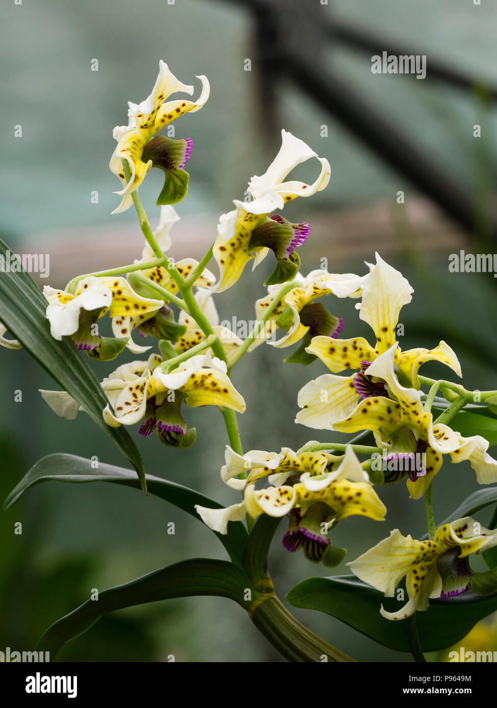 Crème tachetés et fleurs violet foncé lèvre de la Guinée d'orchidées épiphytes, Dendrobium atroviolaceum Banque D'Images Crème tachetés et fleurs violet foncé lèvre de la Guinée d'orchidées épiphytes, Dendrobium atroviolaceum Banque D'Images