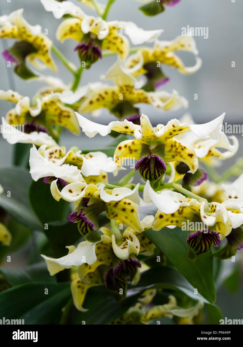 Crème tachetés et fleurs violet foncé lèvre de la Guinée d'orchidées épiphytes, Dendrobium atroviolaceum Banque D'Images Crème tachetés et fleurs violet foncé lèvre de la Guinée d'orchidées épiphytes, Dendrobium atroviolaceum Banque D'Images