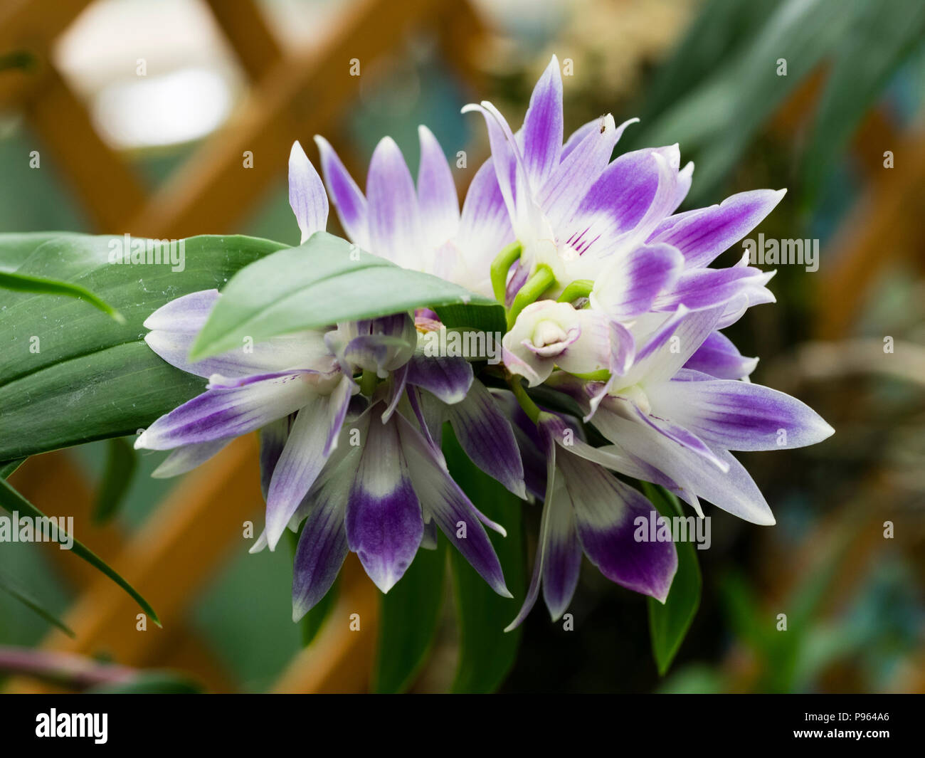 Fleurs mauves et blancs de l'orchidée épiphyte originaire Phillipinnes, Dendrobium victoriae-reginae Banque D'Images Fleurs mauves et blancs de l'orchidée épiphyte originaire Phillipinnes, Dendrobium victoriae-reginae Banque D'Images