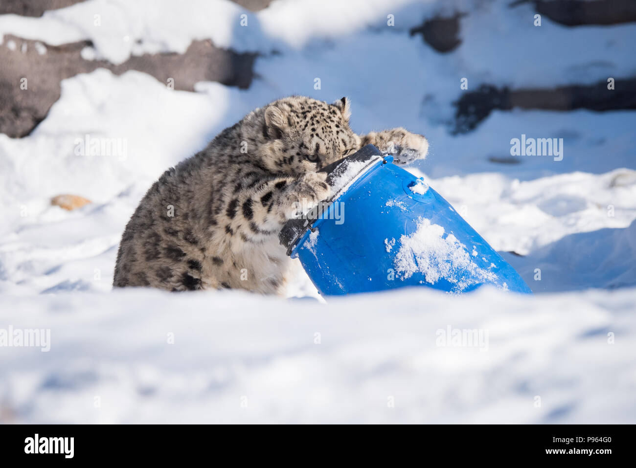 Un snow leopard cub joue avec un baril au Zoo de Toronto, ce qui a peut-être une gâterie savoureuse cachées à l'intérieur. Banque D'Images