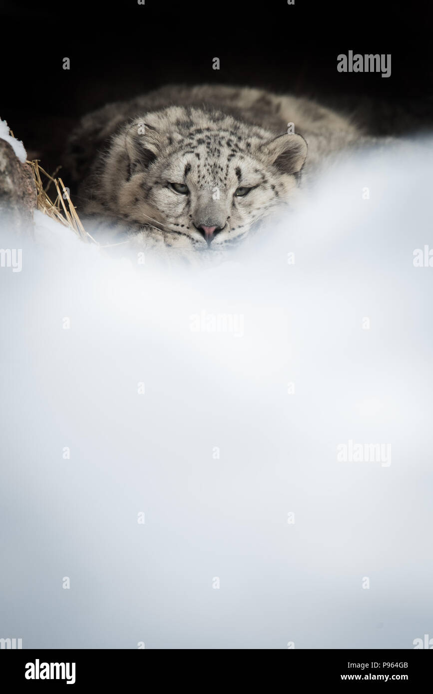 Un snow leopard cub repose dans sa tanière au Zoo de Toronto. Vulnérable à l'extinction à l'état sauvage, cet animal fait partie d'un programme de reproduction en captivité. Banque D'Images