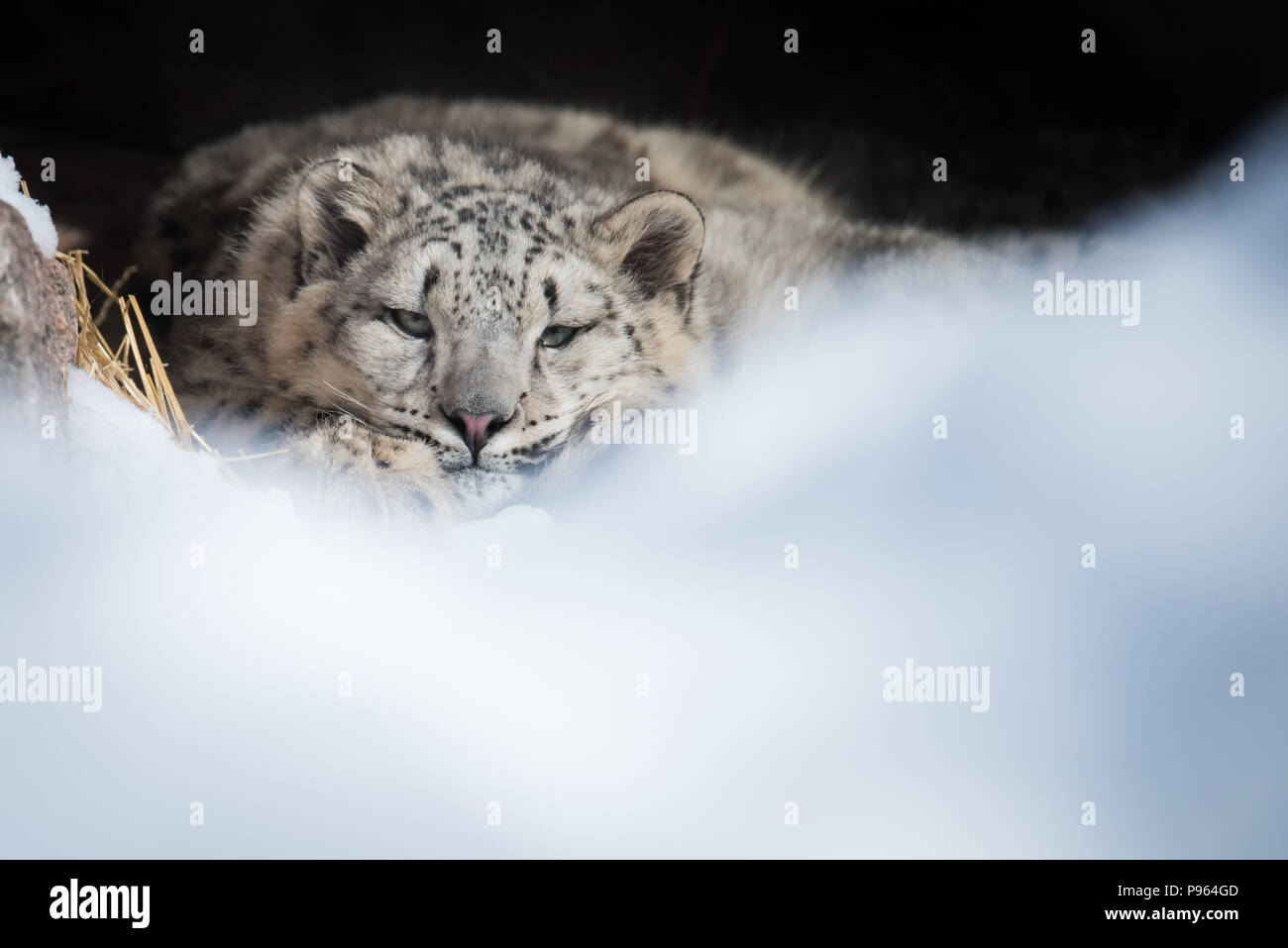 Un snow leopard cub repose dans sa tanière au Zoo de Toronto. Vulnérable à l'extinction à l'état sauvage, cet animal fait partie d'un programme de reproduction en captivité. Banque D'Images