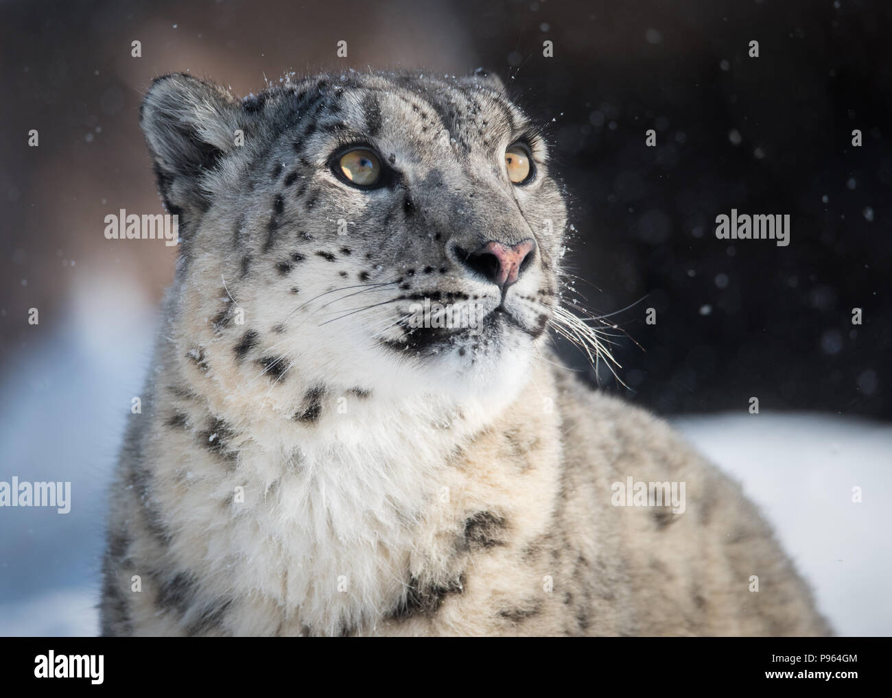 Snow Leopard Ena regarde la neige tomber au Zoo de Toronto, où elle fait partie de la réussite d'un programme de reproduction en captivité pour cette espèce vulnérable. Banque D'Images