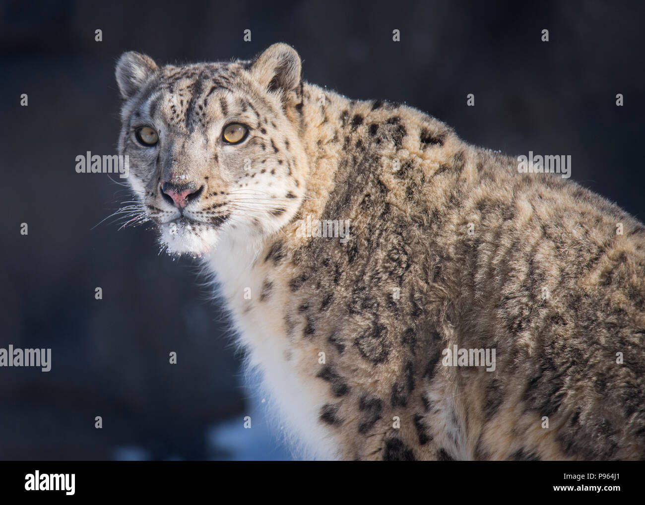 Un léopard des neiges appelé Ena attrape le soleil du matin faible au Zoo de Toronto, où elle fait partie d'un programme de reproduction en captivité pour cette espèce vulnérable. Banque D'Images