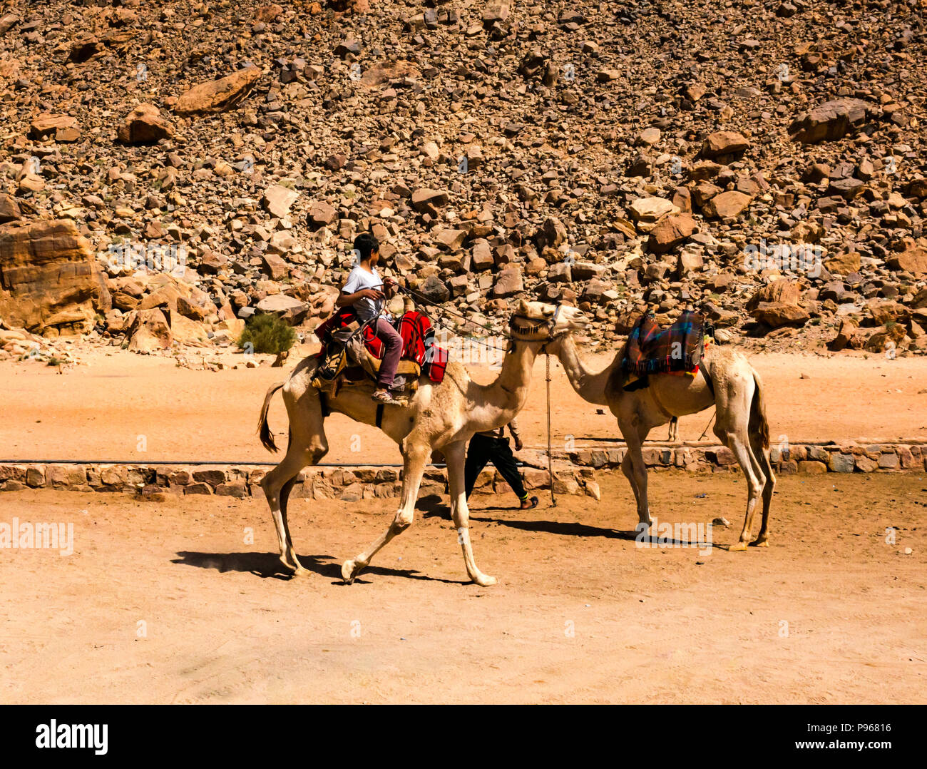 Jeune garçon monté sur un chameau au camp Bédouin, vallée du Wadi Rum, Jordanie, Moyen-Orient Banque D'Images