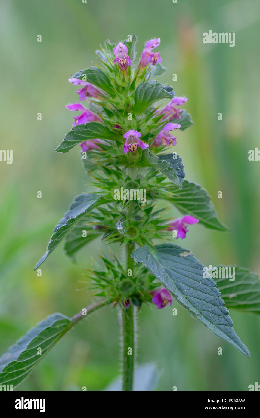 Bifid ortie royale (Galeopsis bifida). Dans la famille Lamiaceae plante à fleurs roses, le lobe de la plus basse qui est entaillé Banque D'Images