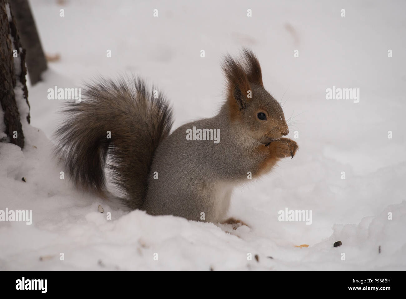 L'écureuil gris de manger les graines de tournesol sur l'arbre et maison dans le parc en hiver Banque D'Images
