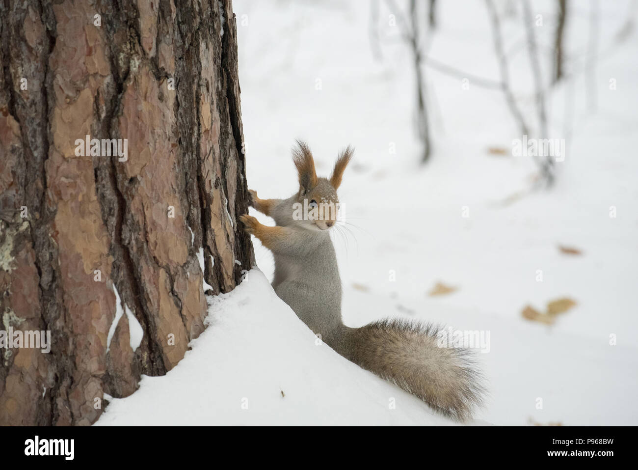 L'écureuil gris de manger les graines de tournesol sur l'arbre et maison dans le parc en hiver Banque D'Images