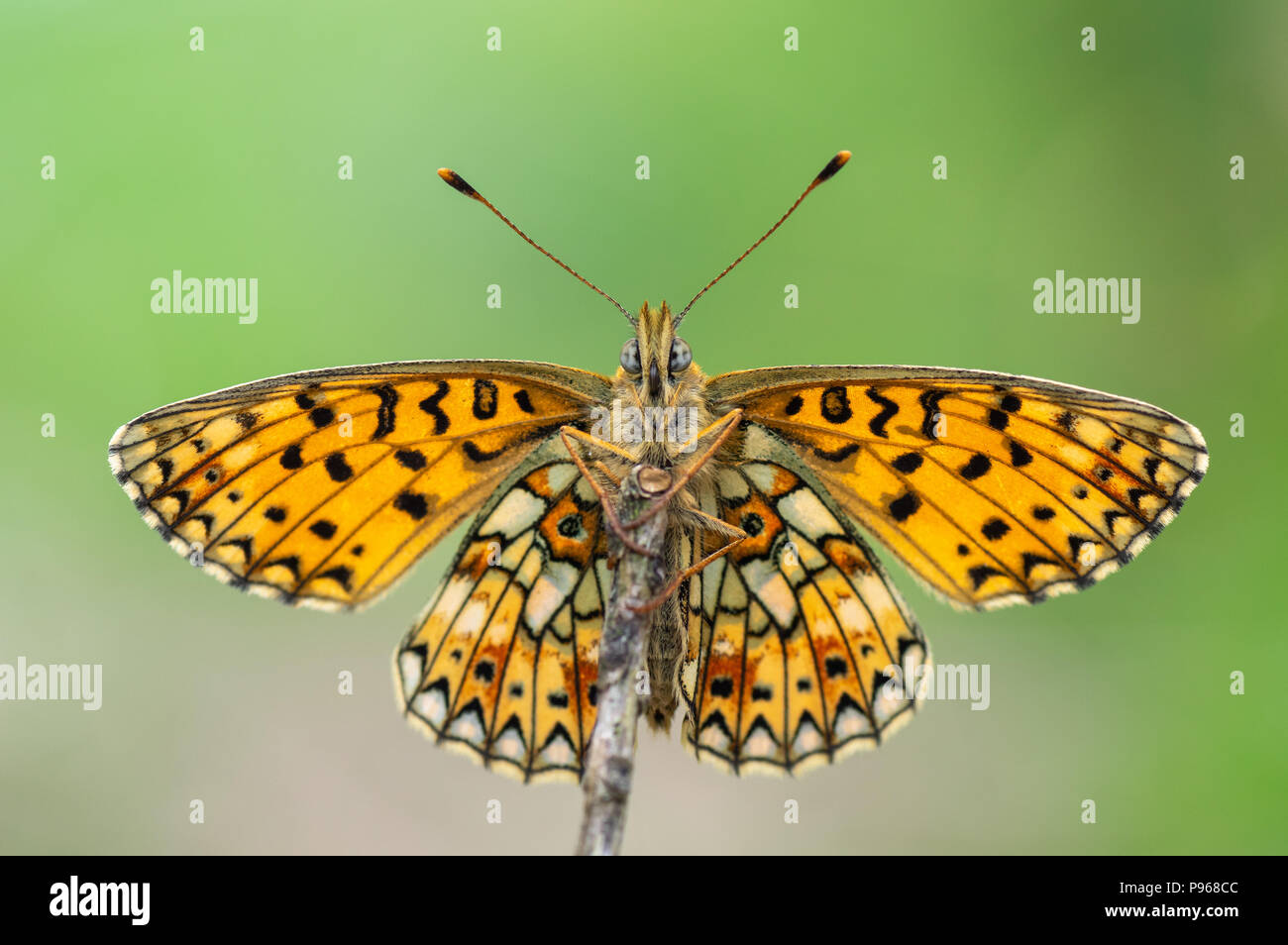 Petite perle-bordé fritillary (Boloria selene) dessous. Papillon de la famille des Riodinidae et au repos montrant motif en mosaïque sur les ailes ouvertes Banque D'Images