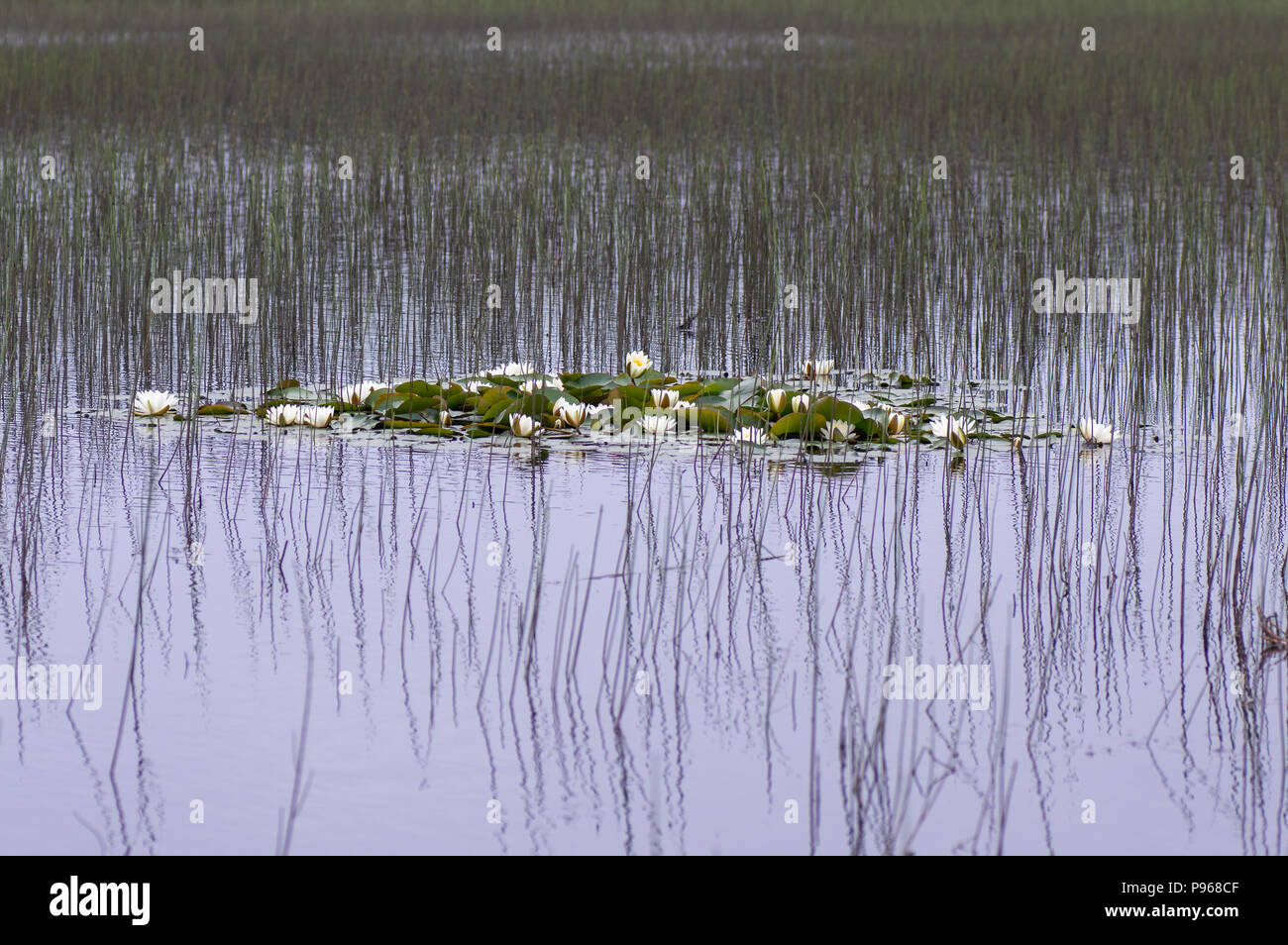 White Water-lily (Nymphaea alba) en fleurs. Lily aquatiques en famille Nymphaeaceae, croissante dans le lac dans le Somerset, Royaume-Uni Banque D'Images